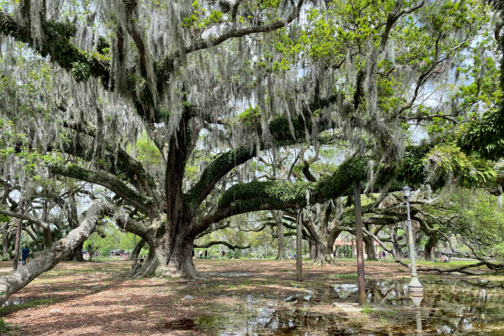 Large oak tree with Spanish moss and sprawling branches in a park setting.